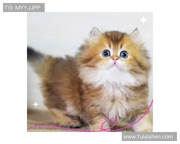 足球明星名字命名的猫咪们趣味大集合你最喜欢哪一只猫咪呢 足球明星名字命名的猫咪们趣味大集合你最喜欢哪一只猫咪呢